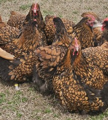 8+ English Gold Laced Orpington Hatching Eggs