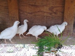 Snow White Bobwhite Quail eggs Fertility verified 20+ Very Nice Specimens