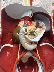 Denoyer-Geppert Body Torso Anatomical Model See Description