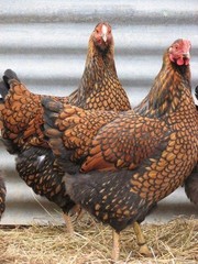 5 + 1 PUREBRED GOLD & SILVER LACED WYANDOTTE Organic, Free Range Hatching EGGS.