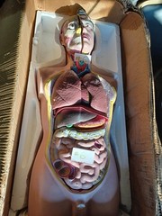 31 inches Male TALL PAUL Torso 19 Parts Anatomical Human Model MALE #6