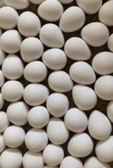 15+ Gun Dog Bob White Quail Hatching Eggs NPIP AI Free