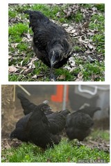 12+ Ayam Cemani Fertile Hatching Eggs Pure Breed All Black Chicken