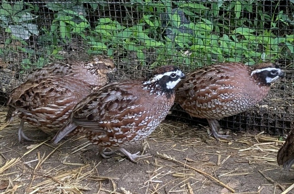 36+ Georgia Giant Bobwhite Quail Fertile Hatching Eggs (Colinus virginianus)NPIP
