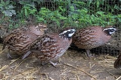 36+ Georgia Giant Bobwhite Quail Fertile Hatching Eggs (Colinus virginianus)NPIP