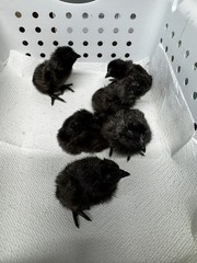 12+ Ayam Cemani Fertile Hatching Eggs Pure Breed All Black Chicken