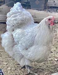 12 BYM Chicken Hatching Eggs Ameraucana Orpington Wyandotte Maran Cochin Brahma