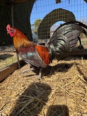 8 + Mug, Pumpkin, Blue, Black, RQ cross chicken hatching eggs