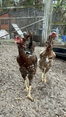 4 Indio Gigante hatching eggs Brazil. NPIP~ AI TALLEST CHICKEN BREED IN WORLD 🌎