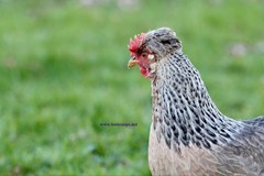 10+ Fertile Homozygous Cream Legbar Chicken Hatching Eggs