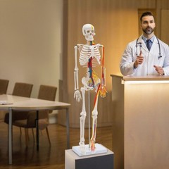 Anatomical Skeleton Model 33.46″, Detachable with Blood Vessels & Base
