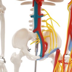Anatomical Skeleton Model 33.46″, Detachable with Blood Vessels & Base