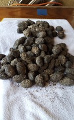 Owl Pellets Large Size–100 Pack, 1″1/2 & Up. Sterilized and Wrapped