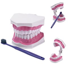 Dental Typodont Teeth Model with Braces Orthodontic Teaching Patient Demo Study