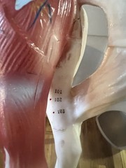 Horse Anatomical Teaching Model w/ Muscle Detail & Labeled Points on Wood Base