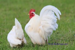 18+ Fertile Show Quality Serama Chicken Hatching Eggs