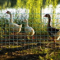 47.5″ H x 168′ L Poultry Netting Electric Fence for Farms, Ranches, Gardens use