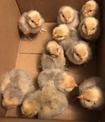 6 + PORCELAIN D’UCCLE BANTAM Fresh Hatching Eggs. Laying Now.