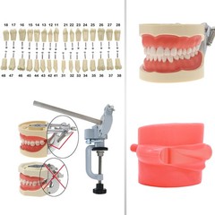 US Dental Overdenture/Implant/Orthodontic Typodont Ortho Training Teaching Model