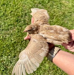 100+ RARE COLORS Coturnix Quail Hatching Eggs NPIP AI Free