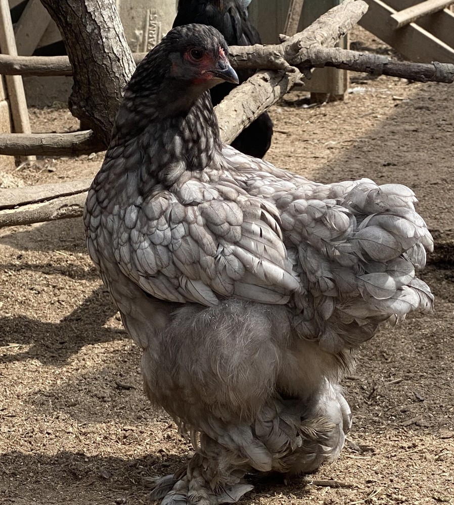 12 BYM Chicken Hatching Eggs Ameraucana Orpington Wyandotte Maran Cochin Brahma