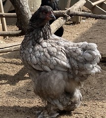 12 BYM Chicken Hatching Eggs Ameraucana Orpington Wyandotte Maran Cochin Brahma