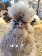 6+ Fertile Bantam Silkie Chicken Hatching Eggs. Frizzles/ Satins Possible.