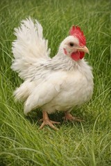 2+1 Micro & Size A & B 100% Pure Serama Hatching Eggs Malaysian And Traditional
