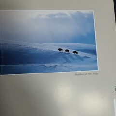 New: Images of Nature Address Book, Featuring Photos by Thomas Mangelsen