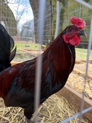 8 + Mug, Pumpkin, Blue, Black, RQ cross chicken hatching eggs