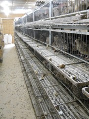 67+ KINGsBROWN XL. JUMBO brown coturnix quail hatching eggs,