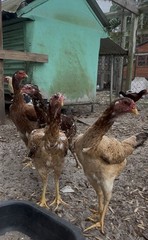 4 Indio Gigante hatching eggs Brazil. NPIP~ AI TALLEST CHICKEN BREED IN WORLD 🌎