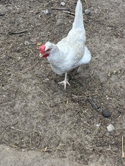 12+6 Fresh Fertile Hatching Eggs, Blue, Green, Mint, Olive, BYM +Cemani +