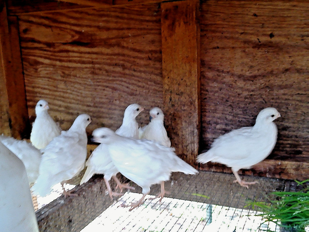 Snow White Bobwhite Quail eggs Fertility verified 20+ Very Nice Specimens