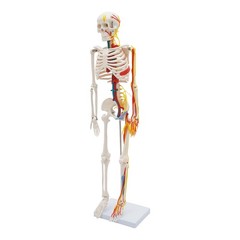 Anatomical Skeleton Model 33.46″, Detachable with Blood Vessels & Base