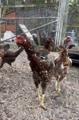 15+ Indio Gigante Hatching Eggs. Brazil NPIP ~ AI. TALLEST CHICKEN IN WORLD 🌎