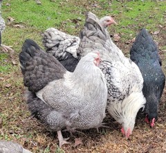 6 English Orpington Hatching Eggs Rare & Unusual Colors*new Pics *