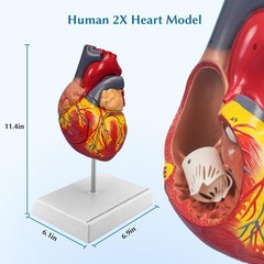 2X Enlarged Anatomical Heart Model,4-Part Removable with Ventricles Atria Val…