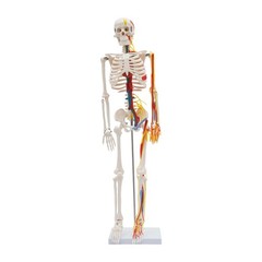 Anatomical Skeleton Model 33.46″, Detachable with Blood Vessels & Base