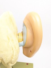 Vtg Somso DS5 Ear Anatomical Model