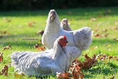 6+ Lavender Brahma Fertile Chicken Hatching Eggs Gentle Large Breed