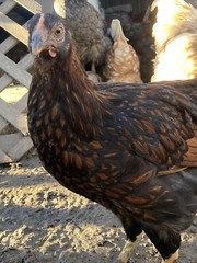 12+ Mix Chicken Hatching Eggs Ameraucans Orpingtons Wyandotte Maran Giant Cochin