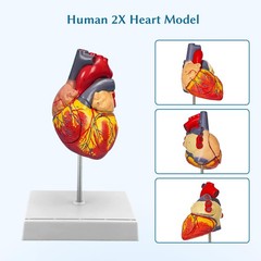 2X Enlarged Anatomical Heart Model,4-Part Removable with Ventricles Atria Val…