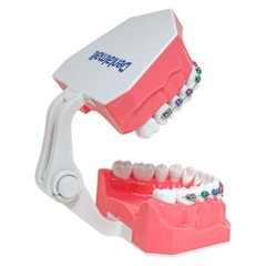 US Dental Typodont Teeth Model with Orthodontic Brackets Brushing