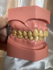 Nissin G.O.F.A. Typodont Natural Study Model D-2501 for Dentistry Lab