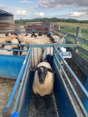 Livestock Scale Kit Cattle Hogs Sheep Goats Pigs Squeeze Chutes 20,000 lbs cap.