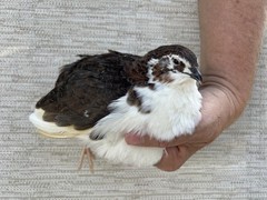 100 ++ Fertile Jumbo Multi Color Coturnix Quail Hatching Eggs