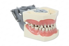 DENTAL TYPODONT MODEL 860 PREP TEETH MODEL FITS COLUMBIA BRAND REMOVABLE TEETH