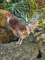 (6) Mauve and Chocolate Ameraucana Hatching Eggs – Possible Mottled Split!
