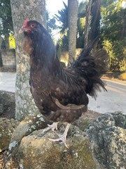 (6) Mauve and Chocolate Ameraucana Hatching Eggs – Possible Mottled Split!